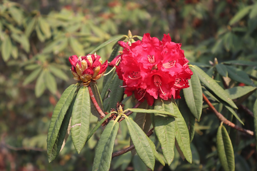 CLIGEOS-2024-flower.png